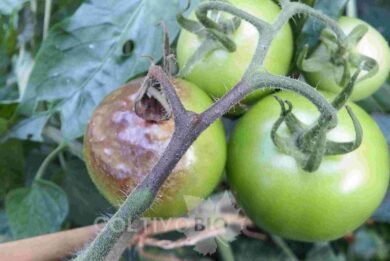 Tomato late blight on fruit