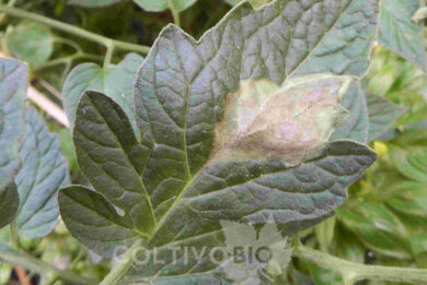 tomato late blight on leaves.