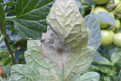 tomato late blight on leaves.
