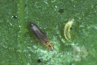 Adult thrips on a leaf.