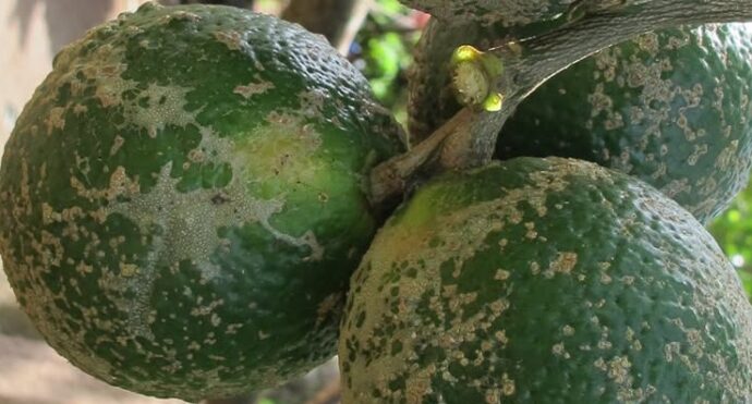Citrus scab symptoms