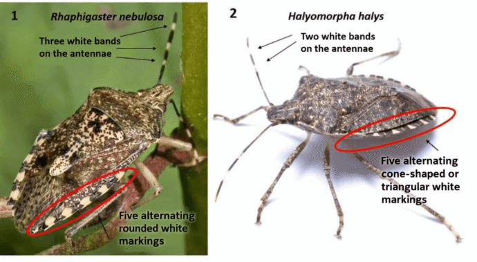 Identification of the brown marmorated stink bug