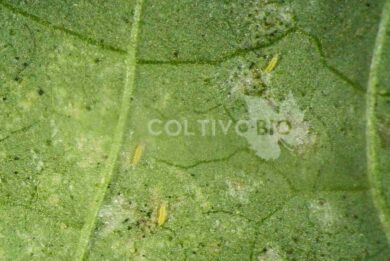 Adult thrips and related damage on a leaf.