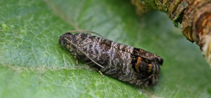 Adulto di carpocapsa delle pomacee