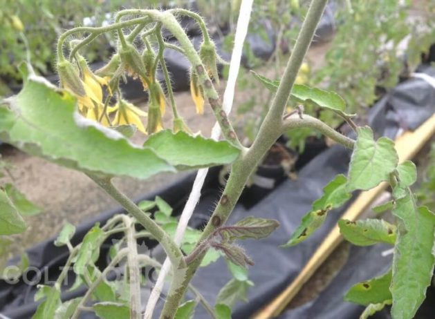 sintomi su stelo di batteriosi del pomodoro causata da Speudomonas syringae