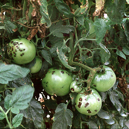 danni da maculatura batterica su pomodoro