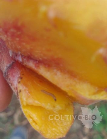 Larva di tignola del pesco su frutto