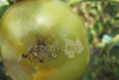 Bacca di pomodoro danneggiata dalla tignola del pomodoro
