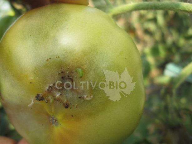 Bacca di pomodoro danneggiata dalla tignola del pomodoro
