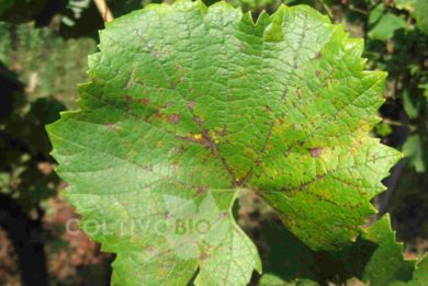 peronospora a mosaico