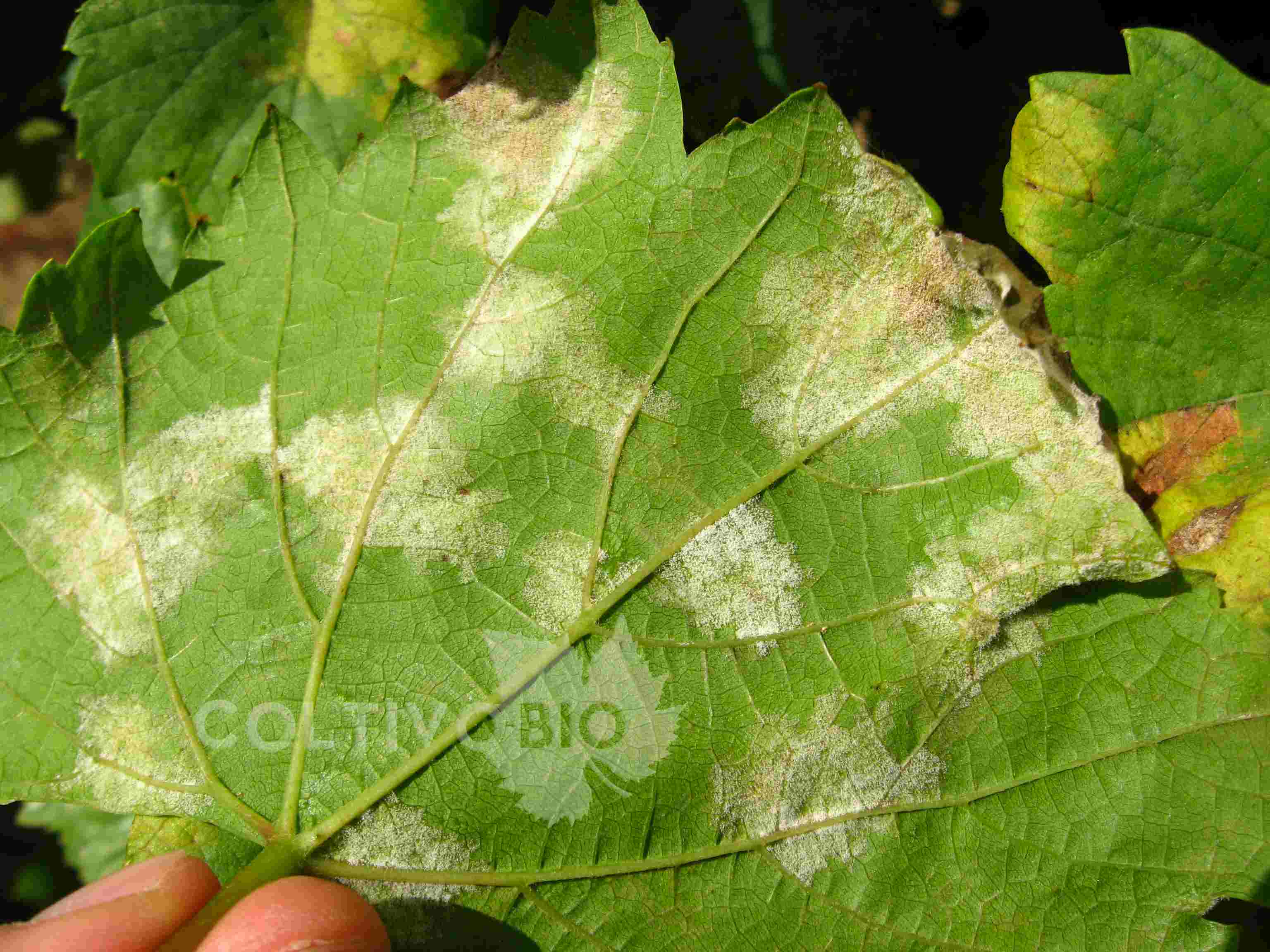 peronospora