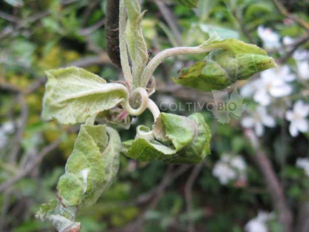 Particolare delle foglie accartocciate dall'afide grigio del melo