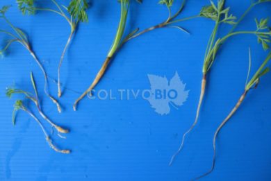 Danni da nematodi su carota