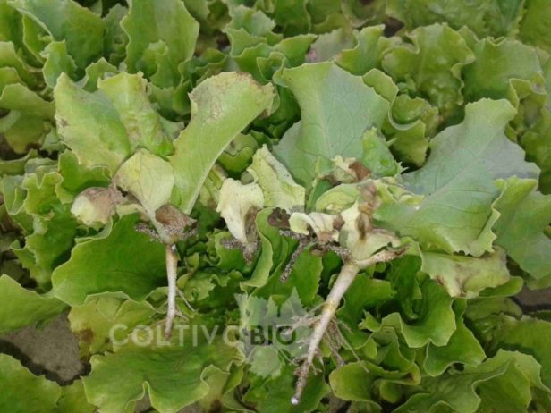 Piante di lattughino con sintomi di peronospora della lattuga. la foto mostra la presenza di micelio bianco sotto le foglie