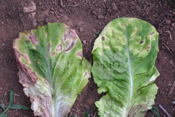 Sintomi di peronospora della lattuga su foglie