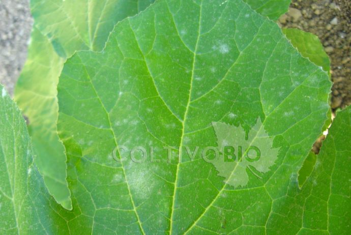 Oidio su foglia di zucchino