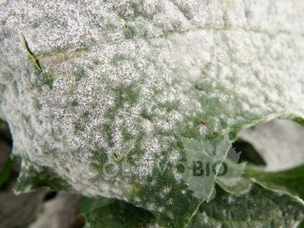 Oidio in fase avanzata su zucchino