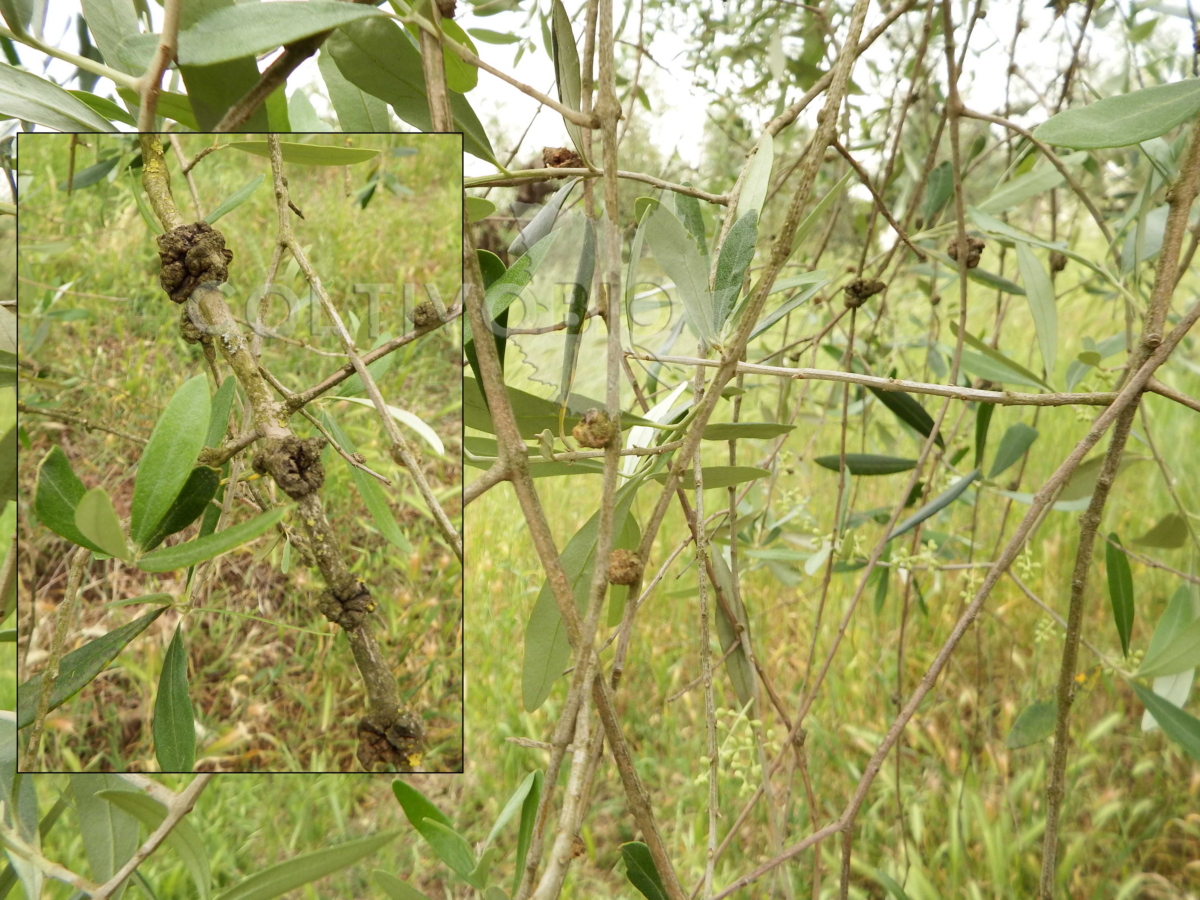 rogna dell'olivo