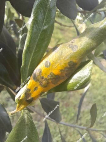 Sintomi di occhio di Pavone su foglia in senescenza