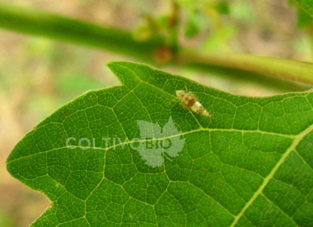 Adulto di cicalina della flavescenza dorata