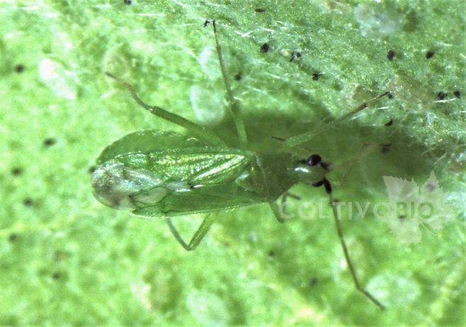 foto di adulto di Macrolophus pygmaeus