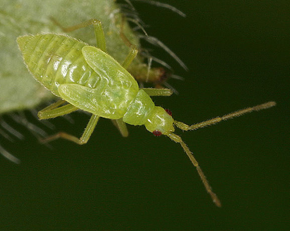 Foto di ninfa di Macrolophus pygmaeus