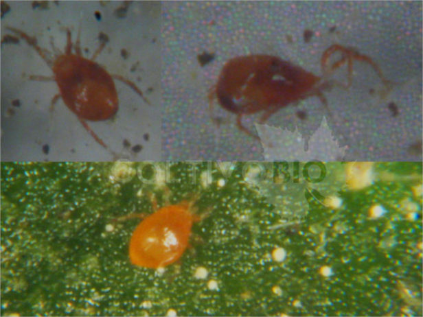 adulti di Phytoseiulus persimilis predatore naturale di ragnetto rosso