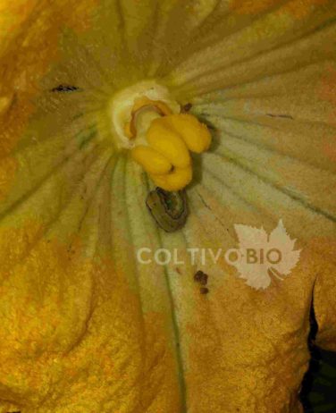 Larva di Spodoptera littoralis su fiore di zucchino