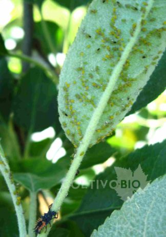 Colonia di afide verde del melo predata da larva di coccinella