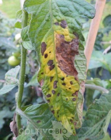 Foglia di pomodoro con avanzati danni di alternaria