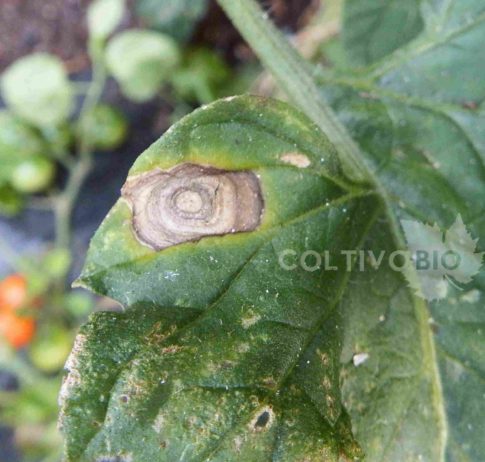 Foglia attaccata da alternaria su pomodoro