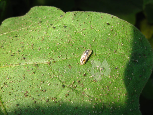 Larva di Sirfide intenta a predare Aphis gossypii