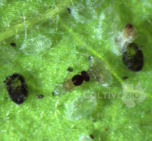 foto di pupari parassitizzati da Encarsia, sono visibili i fori di sfarfallamento del parassita