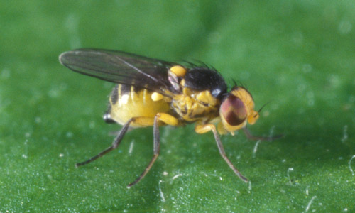 Adulto di Liriomyza trifolii