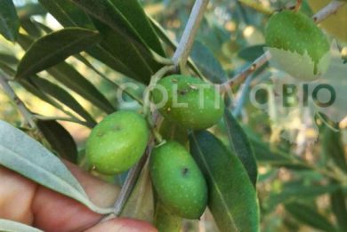 olive attaccate dalla mosca dell'olivo