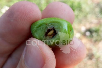 pupa di mosca dell'olivo all'interno della drupa di oliva