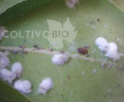 La foto mostra due tipi di cocciniglie che attaccano il limone