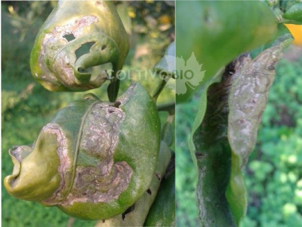 Feromoni Cinogarden Per Minatrice Serpentina Degli Agrumi - EAN 3355660080266 - Foto 4