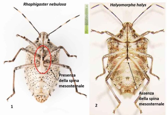 Differenza tra cimice asiatica e atre specie