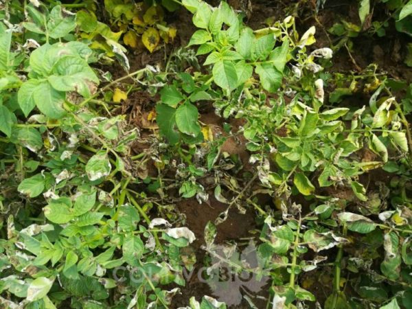 Sintomi di peronospora su foglie di patata