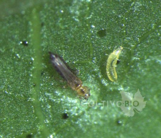 Adulto e larva di tripide. 