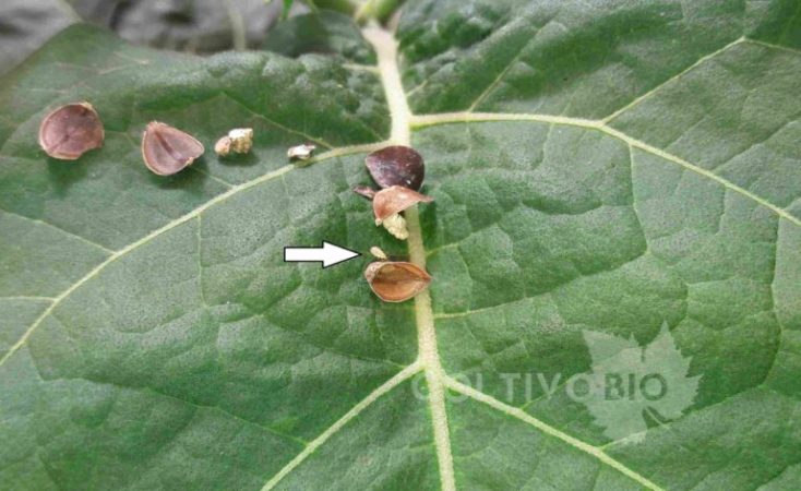 Inoculo di insetti utili contro i tripidi. In foto neanide di Orius spp. su foglia di melanzana. 