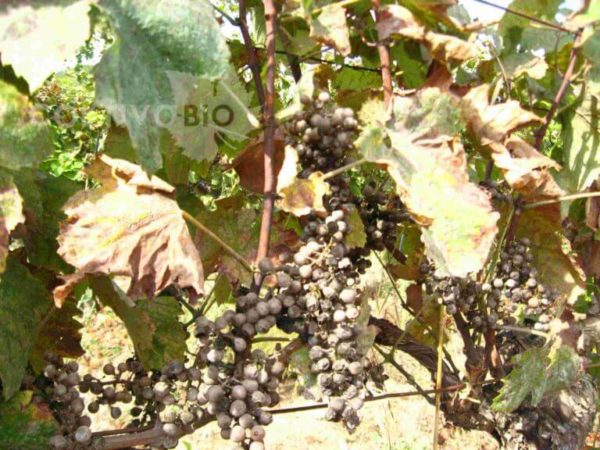 Grappoli d'uva fortemente danneggiati da oidio. Si nota il micelio bianco su di essi