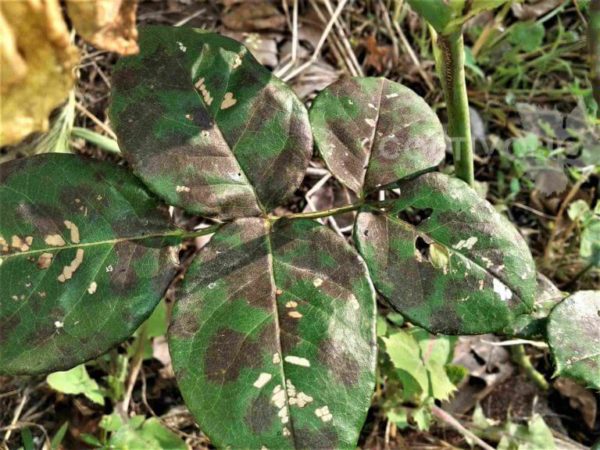 Sintomi di ticchiolatura della rosa