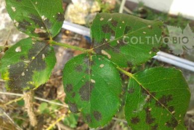 sintomi della ticchiolatura della rosa su foglie