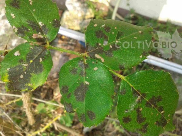 sintomi della ticchiolatura della rosa su foglie