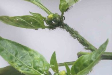 Colonia di afide Macrosiphum euphorbiae su pianta di peperone