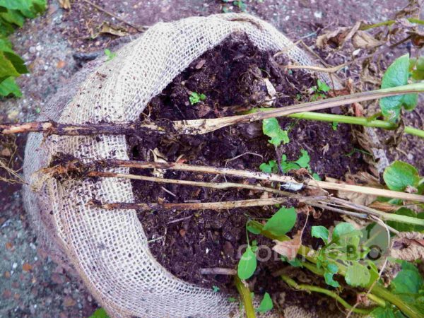 marciume degli steli dovuto a gamba nera della patata