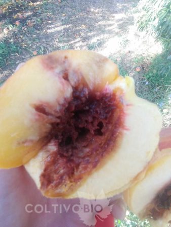 Danni da mosca della frutta su frutto