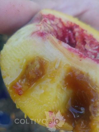 larva di mosca della frutta 